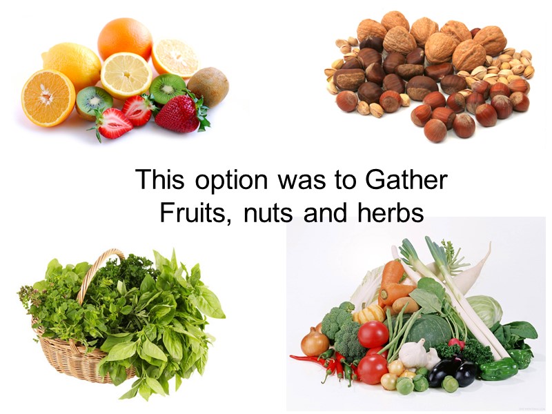 This option was to Gather Fruits, nuts and herbs
